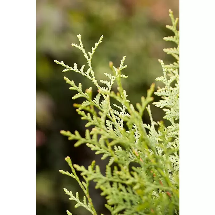 Piardino Lebensbaum - Thuja occidentalis 'Brabant', Topfvolumen: 10 l, Aktuelle Wuchshöhe: 100 cm - 125 cm - Detailaufnahme