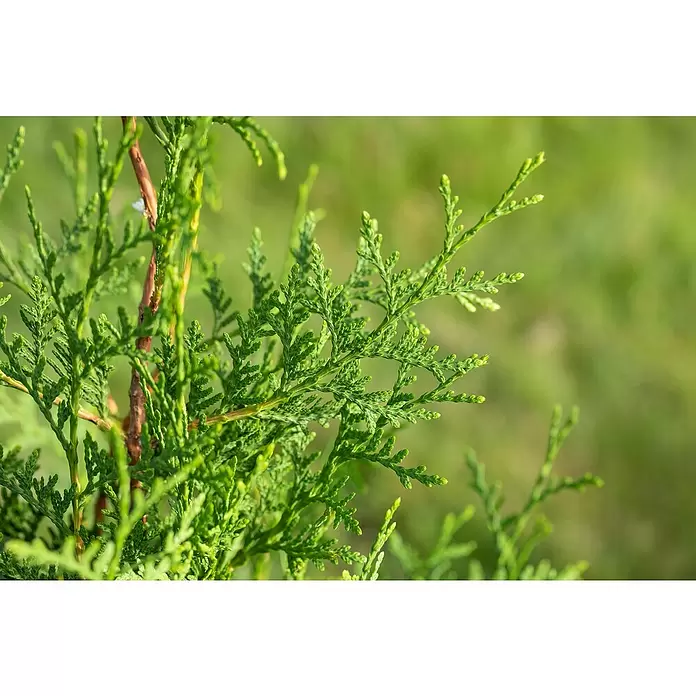 Piardino Lebensbaum - Thuja occidentalis 'Brabant', Topfvolumen: 10 l, Aktuelle Wuchshöhe: 100 cm - 125 cm - Detailaufnahme