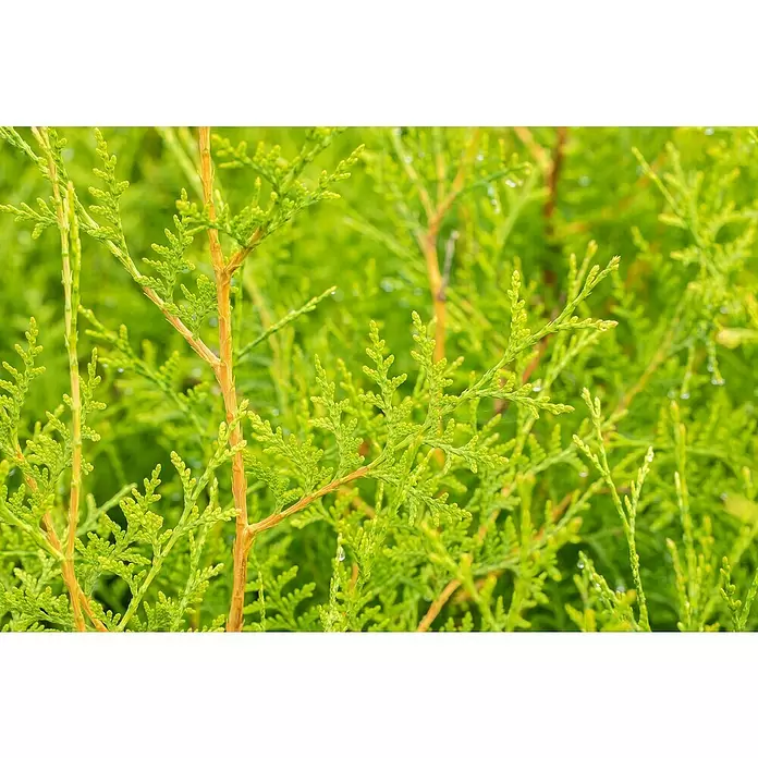 Piardino Lebensbaum - Thuja occidentalis 'Brabant', Topfvolumen: 10 l, Aktuelle Wuchshöhe: 100 cm - 125 cm - Detailaufnahme
