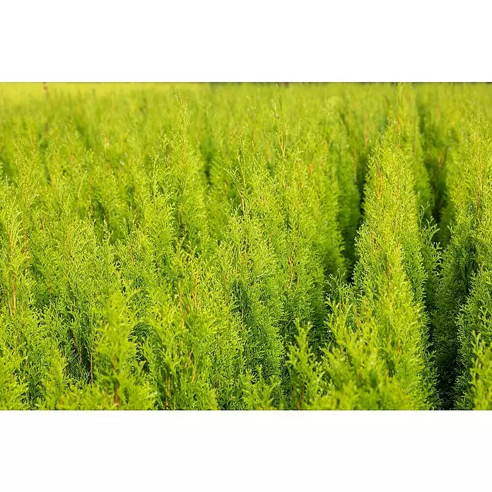 Piardino Lebensbaum - Thuja occidentalis 'Brabant', Topfvolumen: 10 l, Aktuelle Wuchshöhe: 100 cm - 125 cm - Detailaufnahme