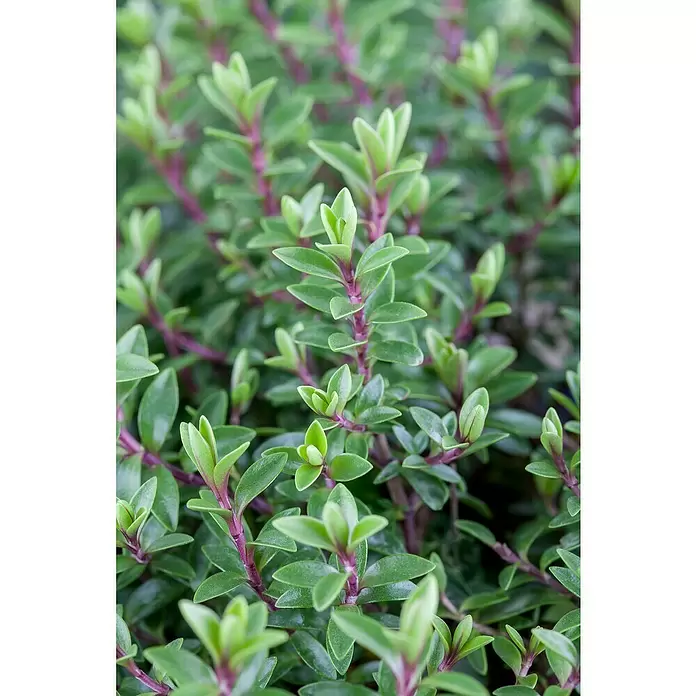 Piardino Strauchveronika - Hebe 'Green Boys'