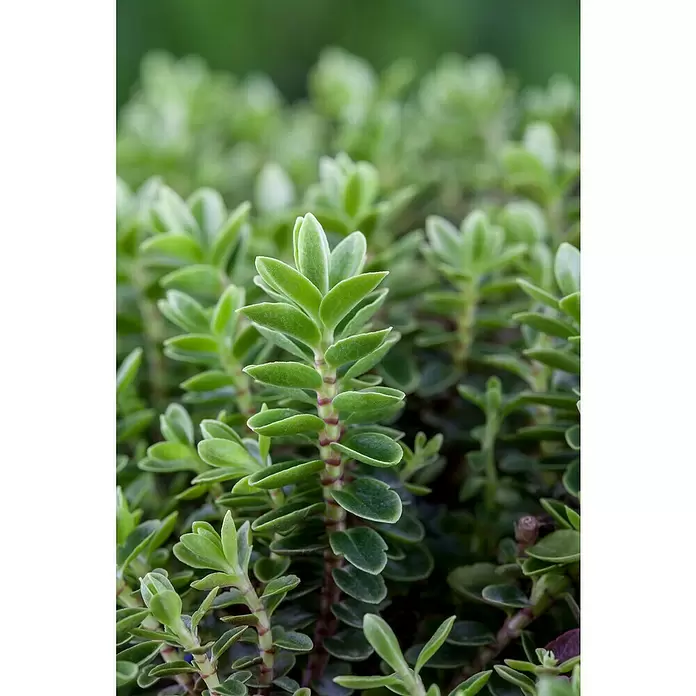 Piardino Strauchveronika - Hebe 'Green Boys'