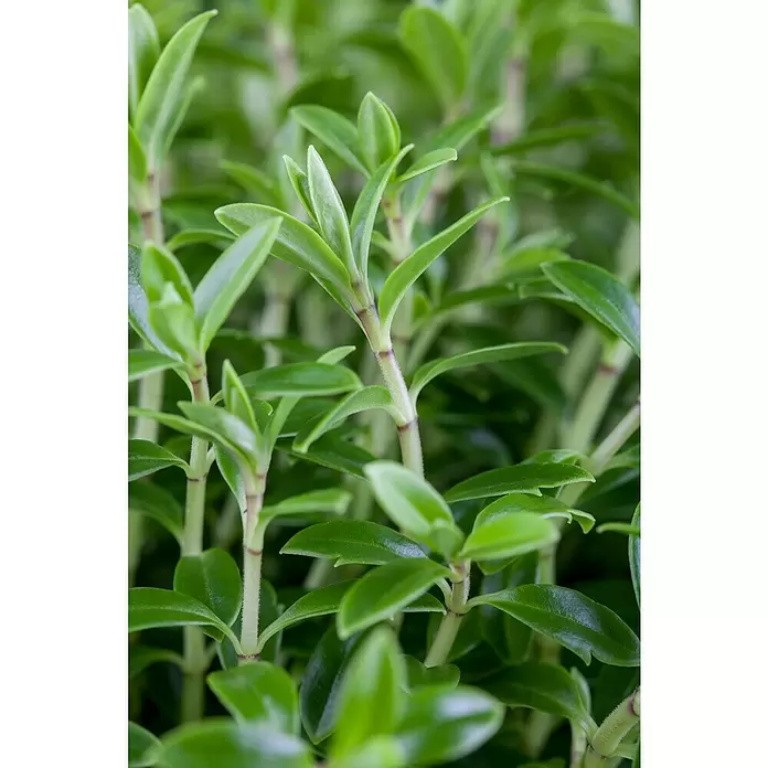 Piardino Strauchveronika - Hebe 'Green Boys'