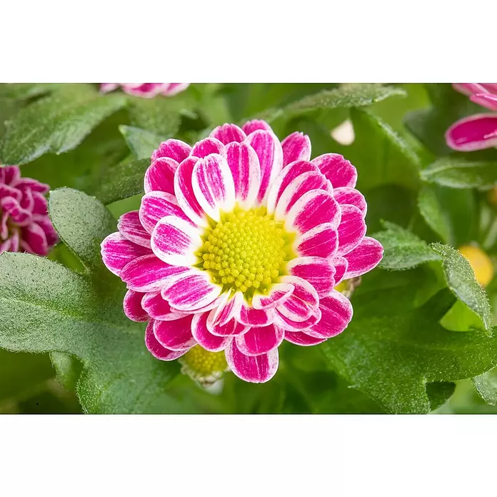 Piardino Herbst-Chrysantheme - Dendranthema Hybride, Topfgröße: 14 cm, Zweifarbig sortenabhängig