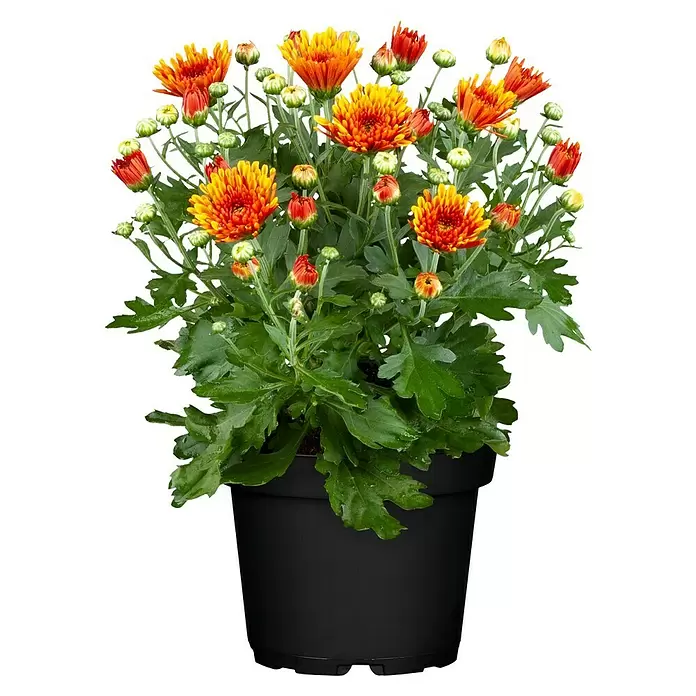 Piardino Herbst-Chrysantheme - Dendranthema Hybride, Topfgröße: 14 cm, Zweifarbig sortenabhängig - Vorderansicht