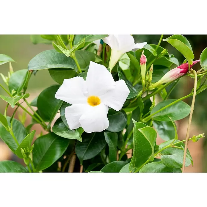 Piardino Mandevilla - Dipladenia Sundaville, En función de la variedad