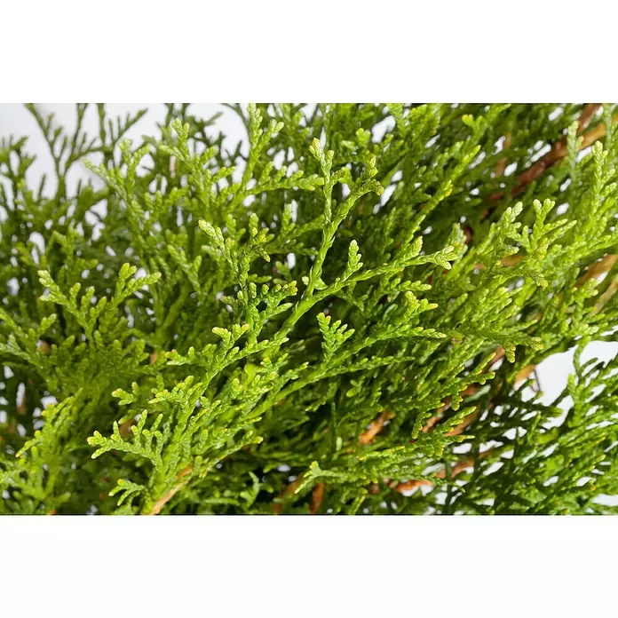 Piardino Lebensbaum - Thuja occidentalis 'Smaragd', Topfvolumen: 5,5 l, Aktuelle Wuchshöhe: 60 cm - 80 cm
