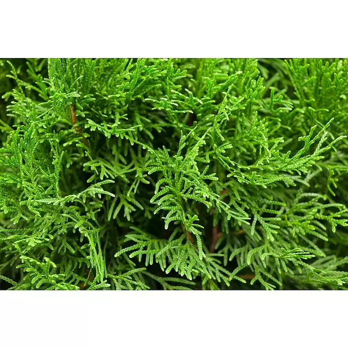 Piardino Lebensbaum - Thuja occidentalis 'Smaragd', Topfvolumen: 5,5 l, Aktuelle Wuchshöhe: 60 cm - 80 cm