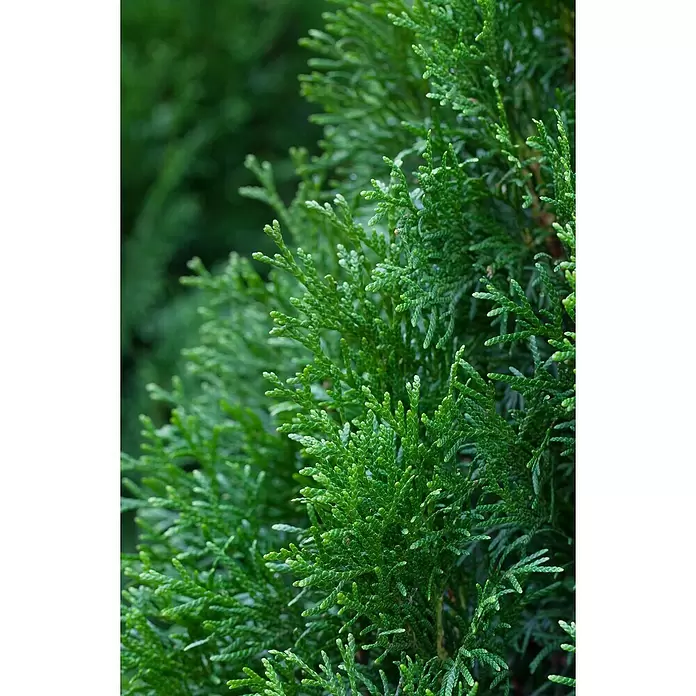 Piardino Lebensbaum - Thuja occidentalis 'Smaragd', Topfvolumen: 5,5 l, Aktuelle Wuchshöhe: 60 cm - 80 cm