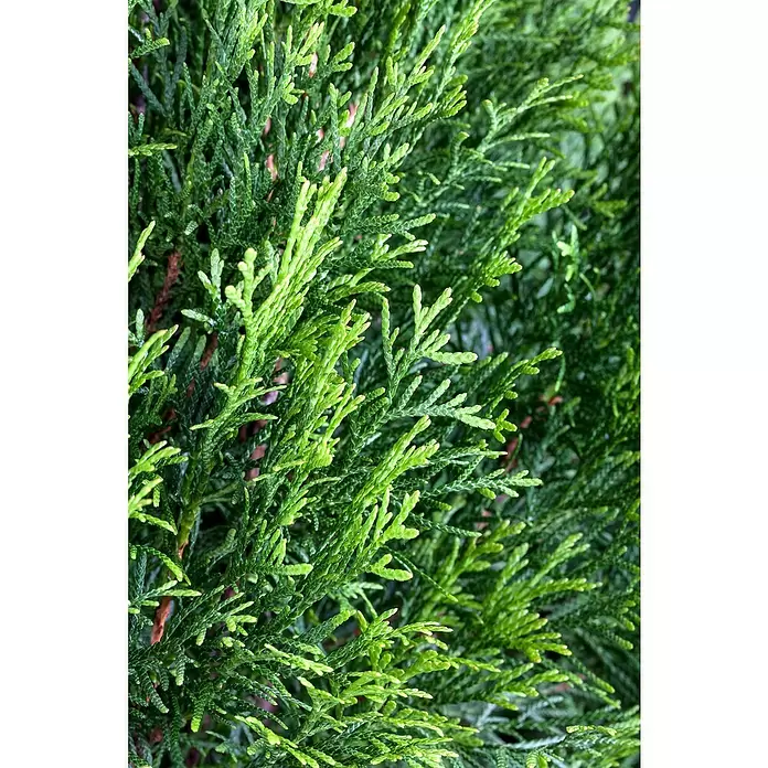 Piardino Lebensbaum - Thuja occidentalis 'Smaragd', Topfvolumen: 5,5 l, Aktuelle Wuchshöhe: 60 cm - 80 cm