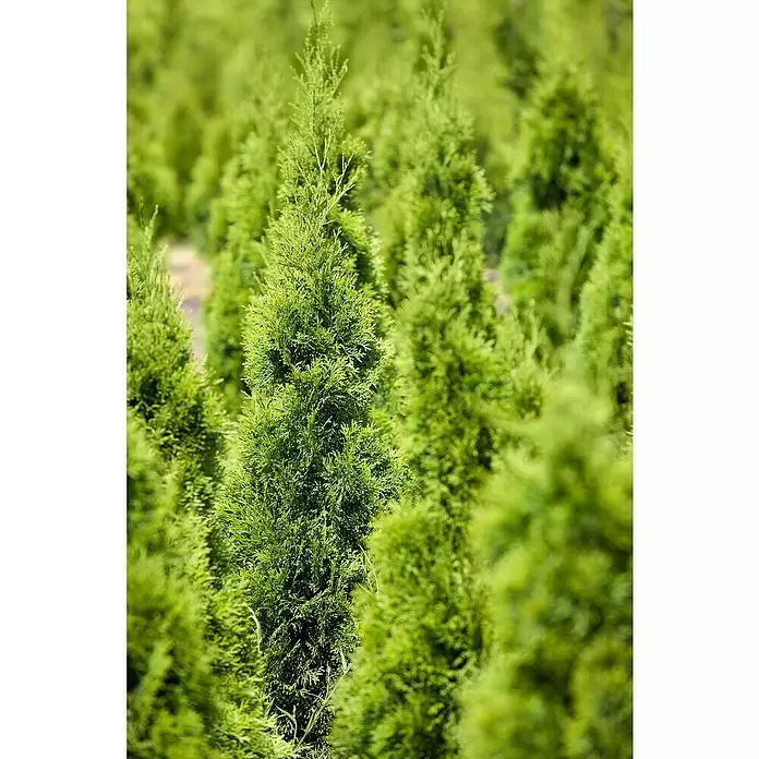 Piardino Lebensbaum - Thuja occidentalis 'Smaragd', Topfvolumen: 5,5 l, Aktuelle Wuchshöhe: 60 cm - 80 cm
