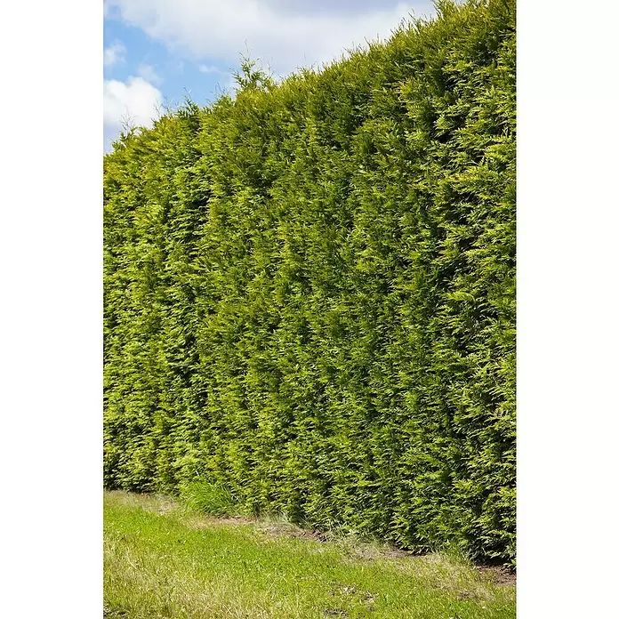 Piardino Lebensbaum - Thuja occidentalis 'Smaragd', Topfvolumen: 5,5 l, Aktuelle Wuchshöhe: 60 cm - 80 cm
