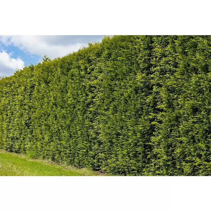 Piardino Lebensbaum - Thuja occidentalis 'Smaragd', Topfvolumen: 5,5 l, Aktuelle Wuchshöhe: 60 cm - 80 cm
