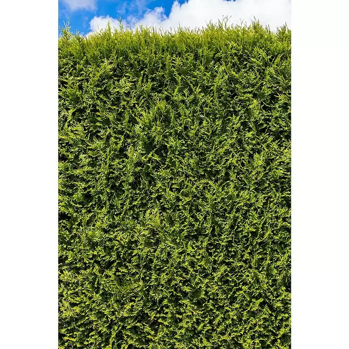 Piardino Lebensbaum - Thuja occidentalis 'Smaragd', Topfvolumen: 5,5 l, Aktuelle Wuchshöhe: 60 cm - 80 cm