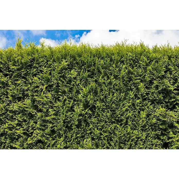 Piardino Lebensbaum - Thuja occidentalis 'Smaragd', Topfvolumen: 5,5 l, Aktuelle Wuchshöhe: 60 cm - 80 cm
