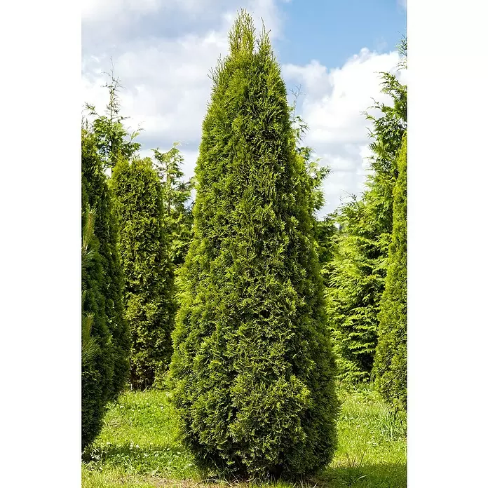 Piardino Lebensbaum - Thuja occidentalis 'Smaragd', Topfvolumen: 5,5 l, Aktuelle Wuchshöhe: 60 cm - 80 cm