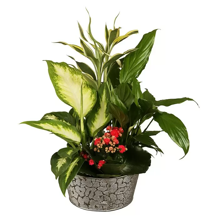 Piardino Drácena marginata - Dracena, Tamaño de maceta: 21 cm - Vista frontal