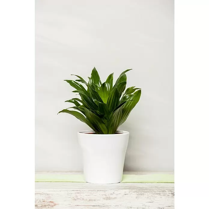 Piardino Drácena marginata - Dracena, Tamaño de maceta: 21 cm