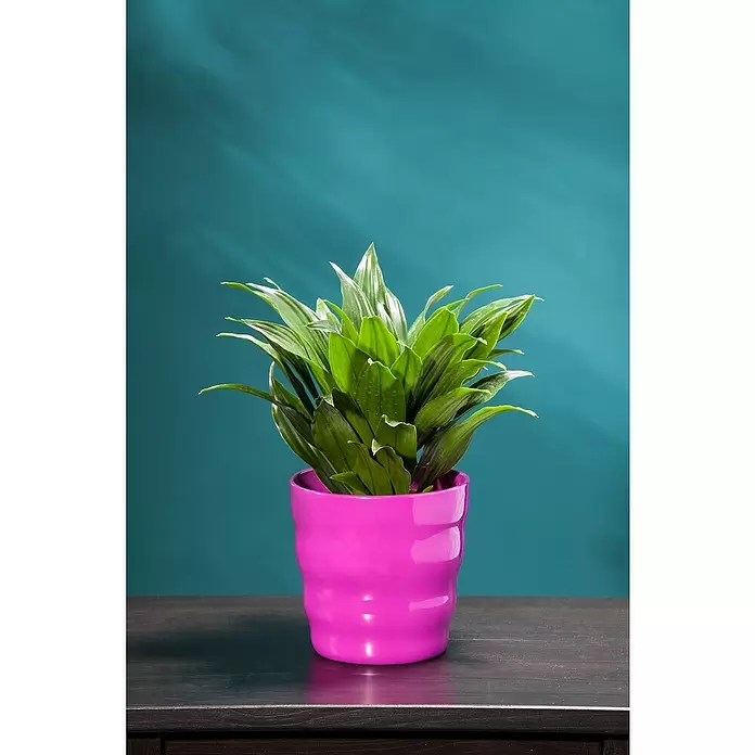 Piardino Drácena marginata - Dracena, Tamaño de maceta: 21 cm