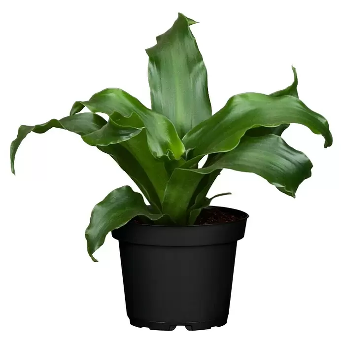 Piardino Drácena marginata - Dracena, Tamaño de maceta: 21 cm - Vista frontal