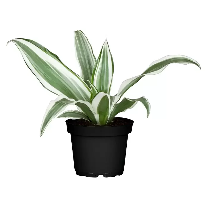 Piardino Drácena marginata - Dracena, Tamaño de maceta: 21 cm - Vista frontal
