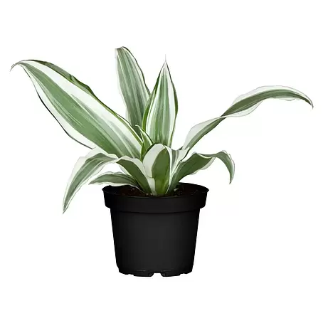 Piardino  Drácena marginata