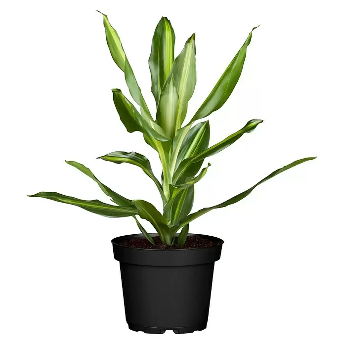 Piardino Drácena marginata - Dracena, Tamaño de maceta: 21 cm - Vista frontal