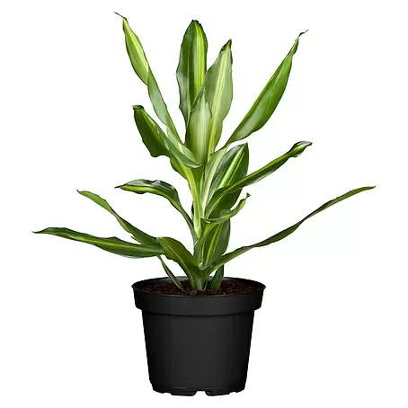 Piardino  Drácena marginata