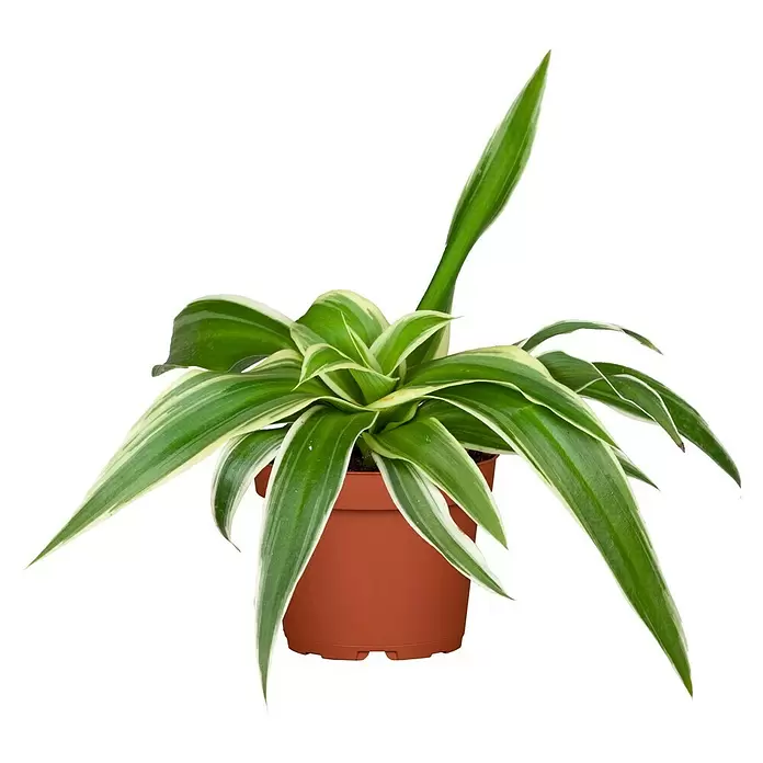 Piardino Drácena marginata - Dracena, Tamaño de maceta: 21 cm - Vista frontal