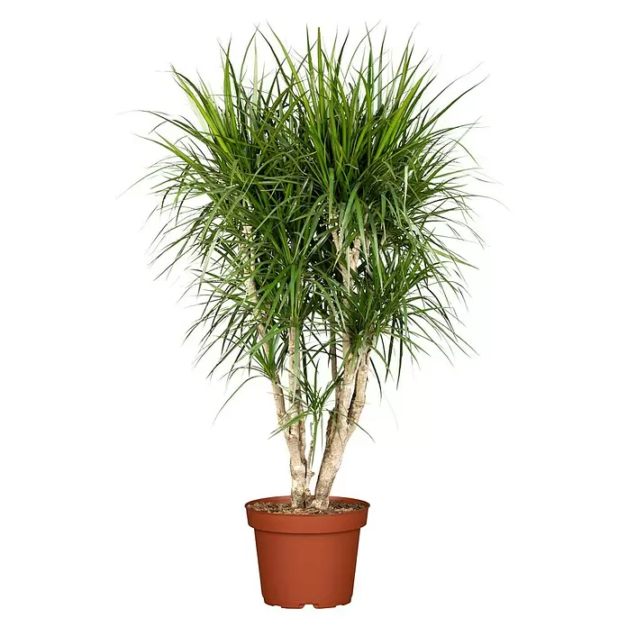 Piardino Drácena marginata - Dracena, Tamaño de maceta: 21 cm - Vista frontal