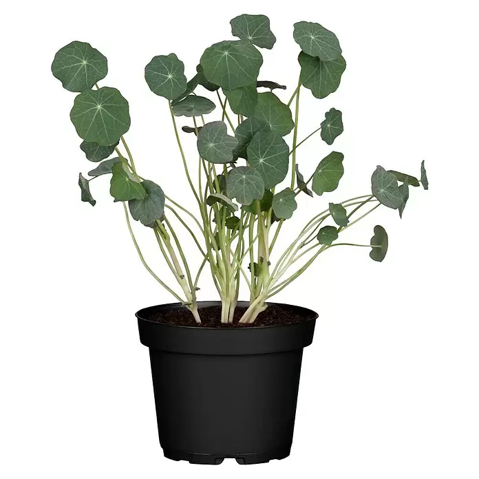 Piardino Capuchina - Tropaeolum majus, Tamaño de maceta: 13 cm, En función de la variedad - Vista frontal