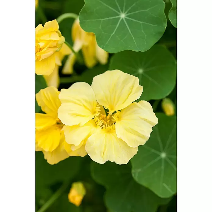 Piardino Capuchina - Tropaeolum majus, Tamaño de maceta: 12 cm, En función de la variedad - Primer plano