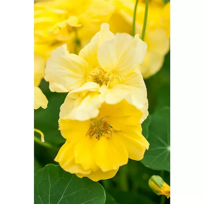Piardino Capuchina - Tropaeolum majus, Tamaño de maceta: 12 cm, En función de la variedad - Primer plano