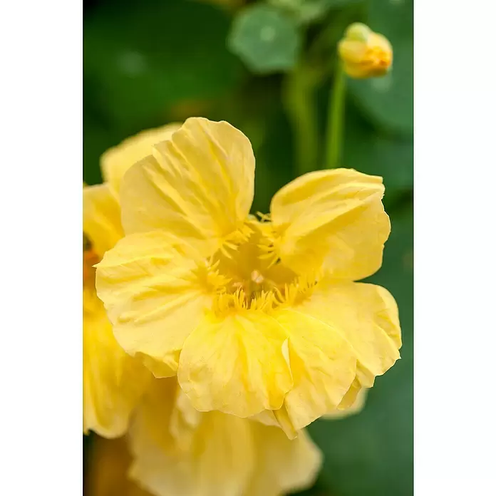 Piardino Capuchina - Tropaeolum majus, Tamaño de maceta: 12 cm, En función de la variedad - Primer plano