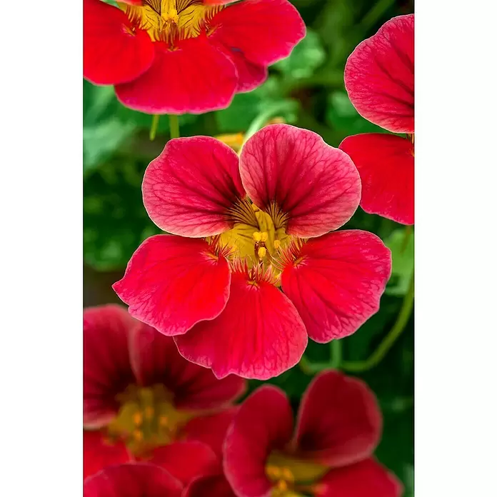 Piardino Capuchina - Tropaeolum majus, Tamaño de maceta: 12 cm, En función de la variedad - Primer plano