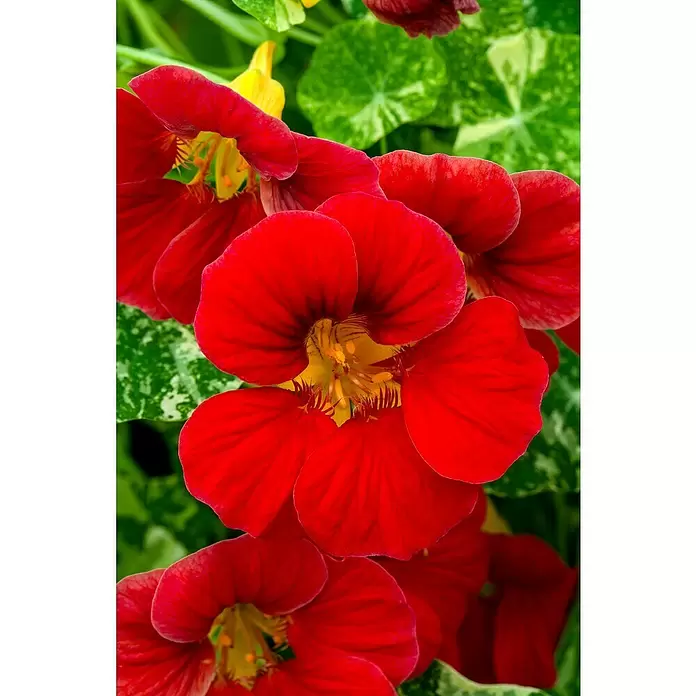 Piardino Capuchina - Tropaeolum majus, Tamaño de maceta: 12 cm, En función de la variedad - Primer plano