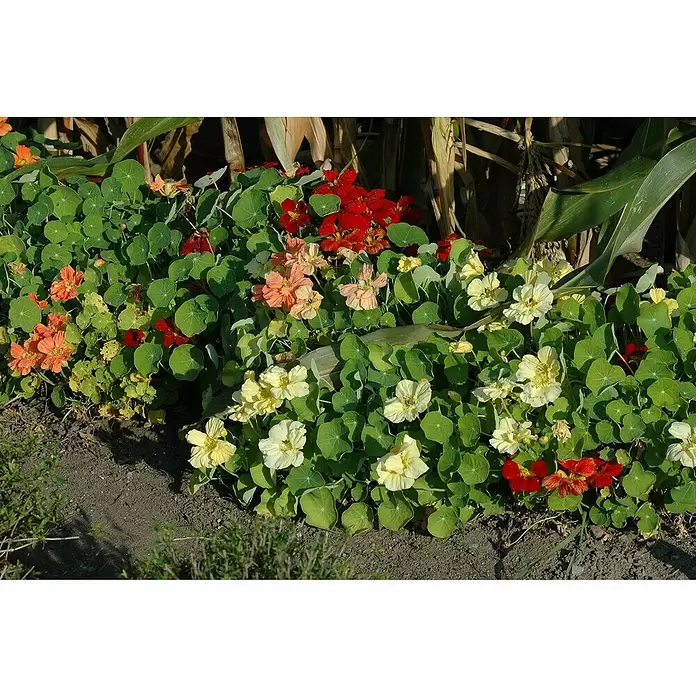 Piardino Capuchina - Tropaeolum majus, Tamaño de maceta: 12 cm, En función de la variedad - Primer plano