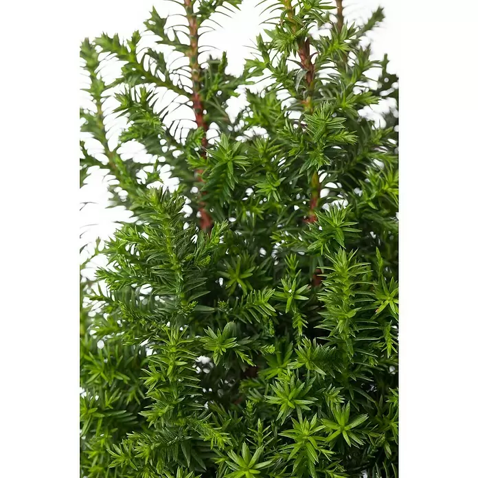 Piardino Weiße Scheinzypresse - Chamaecyparis thyoides 'Excellent Point'®, Topfgröße: 13 cm - Detailaufnahme
