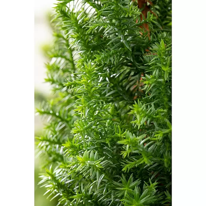 Piardino Weiße Scheinzypresse - Chamaecyparis thyoides 'Excellent Point'®, Topfgröße: 11 cm - Detailaufnahme