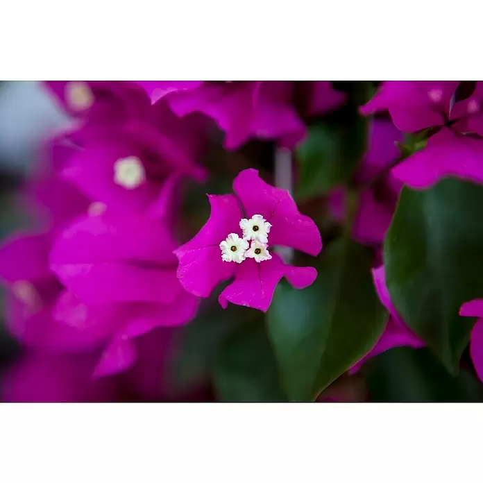 Piardino Drillingsblume - Bougainvillea, Spalier, 2-färbig, Topfgröße: 21 cm - Detailaufnahme