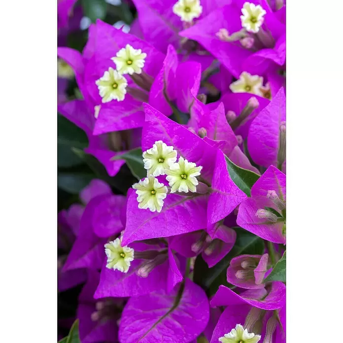 Piardino Drillingsblume - Bougainvillea, Spalier, 2-färbig, Topfgröße: 21 cm - Detailaufnahme