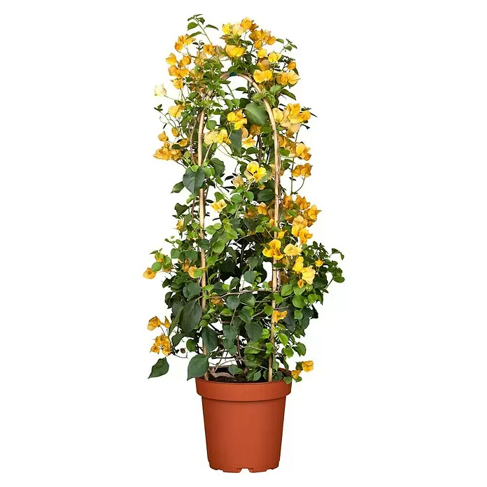 Piardino Drillingsblume - Bougainvillea, Spalier, Topfgröße: 17 cm, Sortenabhängig - Vorderansicht