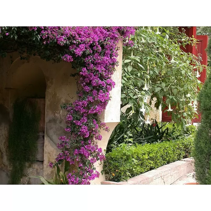 Piardino Drillingsblume - Bougainvillea, Spalier, 2-färbig, Topfgröße: 21 cm - Stimmungsaufnahme