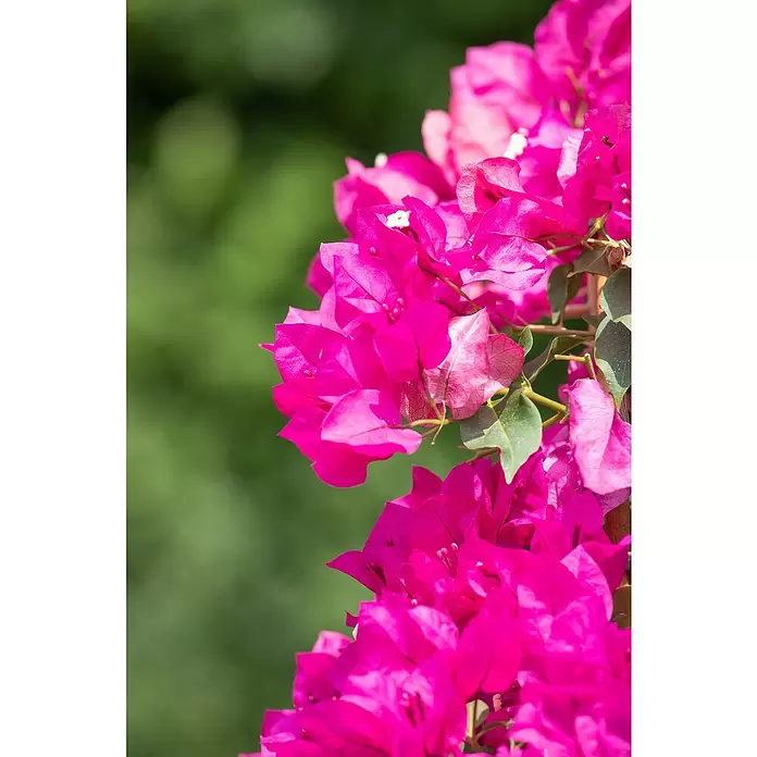 Piardino Drillingsblume - Bougainvillea, Spalier, 2-färbig, Topfgröße: 21 cm - Detailaufnahme