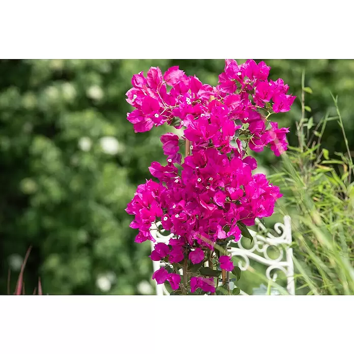 Piardino Drillingsblume - Bougainvillea, Spalier, 2-färbig, Topfgröße: 21 cm - Detailaufnahme