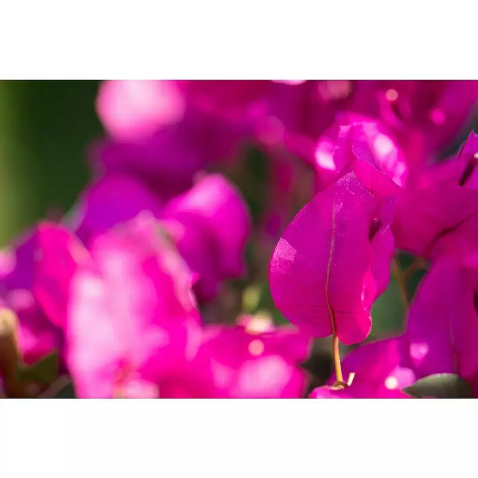 Piardino Drillingsblume - Bougainvillea, Spalier, Topfgröße: 17 cm, Sortenabhängig - Detailaufnahme