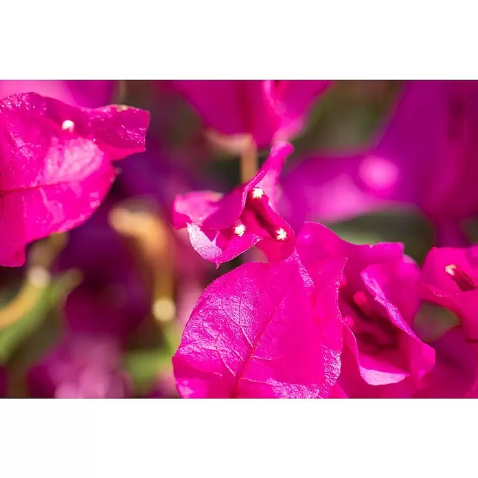 Piardino Drillingsblume - Bougainvillea, Spalier, 2-färbig, Topfgröße: 21 cm - Detailaufnahme