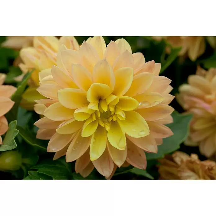 Piardino Dahlie - Dahlia Hybride, Topfvolumen: 5 l - Detailaufnahme