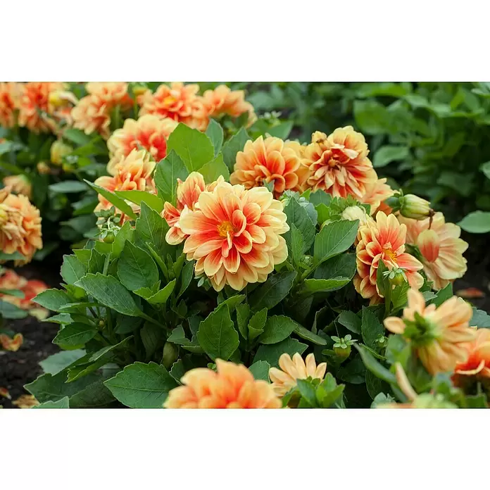 Piardino Dahlie - Dahlia Hybride, Topfvolumen: 5 l - Detailaufnahme