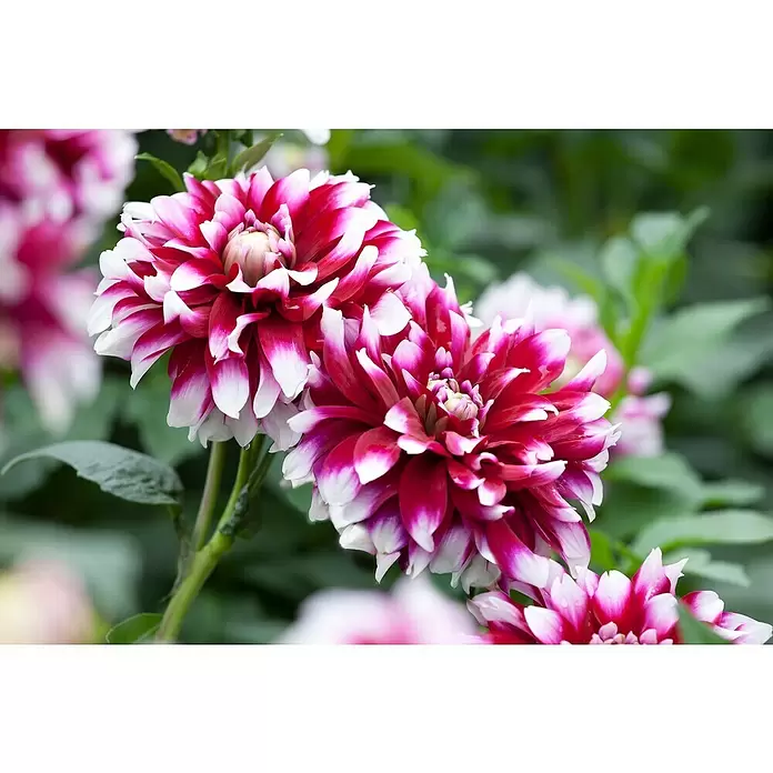Piardino Dahlie - Dahlia Hybride, Topfvolumen: 5 l - Detailaufnahme